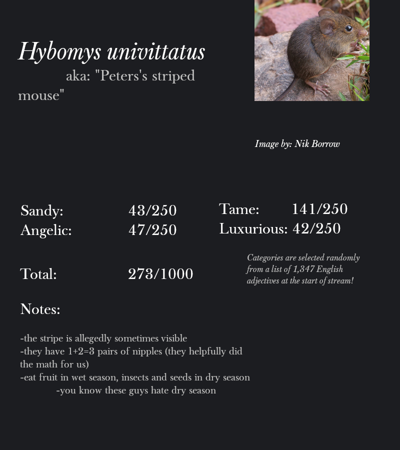 Hybomys univittatus